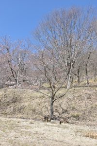 令和2年3月25日現在の開花状況